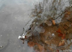 Kliknutím fotografii zvětšíte Štička