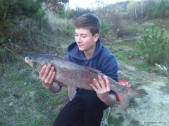 Tolstolobik 75cm