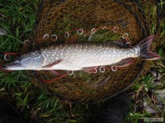 Štika 56cm