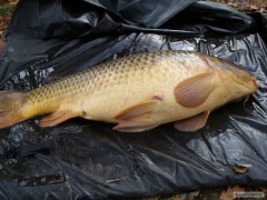 Listopad 84cm