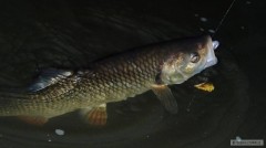 Kliknutím fotografii zvětšíte Podvečerní tloušť, co slupnul 3