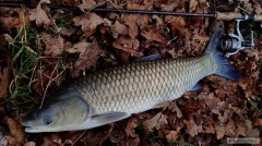 Překvapení v podobě amura cca 70cm