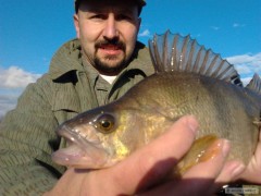 okoun 39 cm