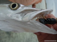 Kliknutím fotografii zvětšíte Bonaire 2012 - baracuda na přívlač