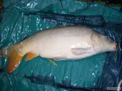 Lysec, 83 cm