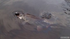 Kliknutím fotografii zvětšíte Tloušťák, co si vyšlápl na 3