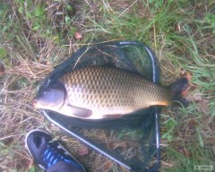 Kliknutím fotografii zvětšíte kapr svazovka cca 8kg