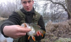 Kliknutím fotografii zvětšíte Okoun 37cm