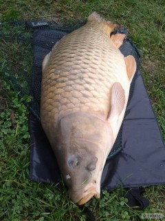Kliknutím fotografii zvětšíte Kapřík 87 cm na feeder II.