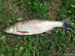 Kliknutím fotografii zvětšíte Bolen (65cm) LIPNO 2013/8