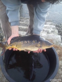 násada kapr 53 cm 3,5 kg :)
