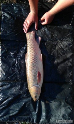 amur 70 cm