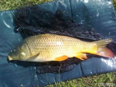 Carp personal best