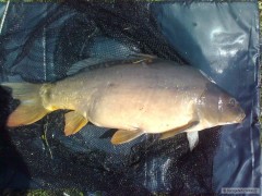 Carp float best