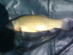 Tench personal best