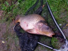 Kliknutím fotografii zvětšíte Carp z Úslavy