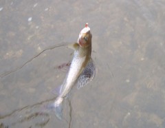 Lipan