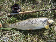 Kliknutím fotografii zvětšíte Dánsko, září 2013 - Sea trout 54m