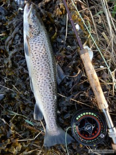 Kliknutím fotografii zvětšíte Dánsko, říjen 2012 - Sea trout 51m