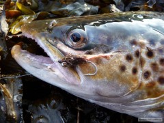 Kliknutím fotografii zvětšíte Dánsko, říjen 2012 - Sea trout 51cm - detail