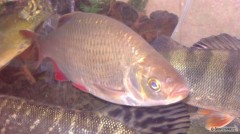 Veletrh For fishing