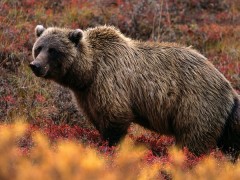 Kliknutím fotografii zvětšíte Grizzly