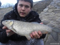 jelec 50cm