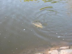 Kliknutím fotografii zvětšíte 42cm kapřík Labe feeder