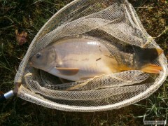 Kliknutím fotografii zvětšíte kapřík na feeder