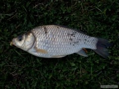 Kliknutím fotografii zvětšíte Karasek