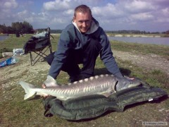 Jeseter 145 cm