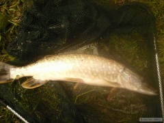 Štika 55cm