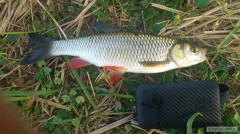 Kliknutím fotografii zvětšíte Tloušť 35cm