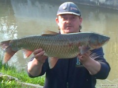 Kliknutím fotografii zvětšíte Amur 78cm...6,4kg