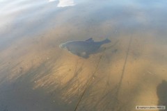 Kliknutím fotografii zvětšíte Cejn v říji