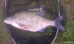 Cejn 56 cm
