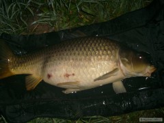 Kliknutím fotografii zvětšíte Včerejší Labák 85cm..