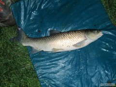 amur 85cm 7.5 kg 