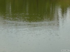 Kliknutím fotografii zvětšíte vláčená