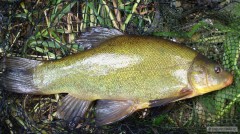 Kliknutím fotografii zvětšíte Lín 30cm