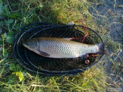 Amur 53cm