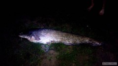 Sumec 140 cm z Vranovsk� p�ehrady