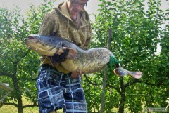 Kliknutím fotografii zvětšíte 16/8/12 140cm