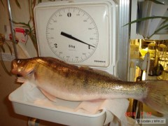 Kliknutím fotografii zvětšíte Okoun 46 cm.