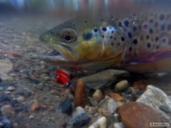 Kliknutím fotografii zvětšíte morava