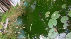 Kliknutím fotografii zvětšíte rybníček s amurem 55cm