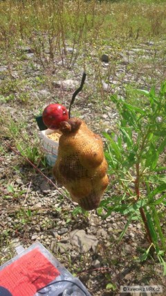 Kliknutím fotografii zvětšíte boilies