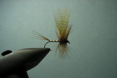 Kliknutím fotografii zvětšíte Mayfly