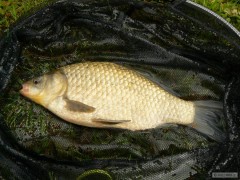 Karásek