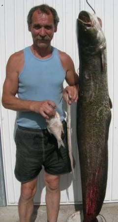 Kliknutím fotografii zvětšíte sumec 158cm 34kg